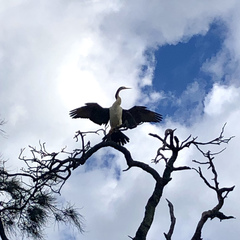 Anhinga novaehollandiae