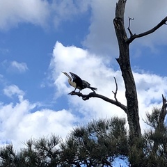Anhinga novaehollandiae