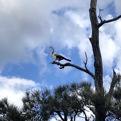 Anhinga novaehollandiae