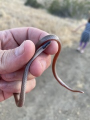 Tantilla planiceps