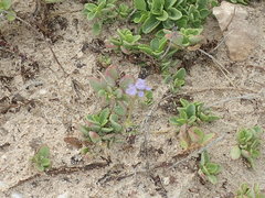 Ageratum maritimum