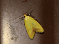 Aeolothapsa malacella
