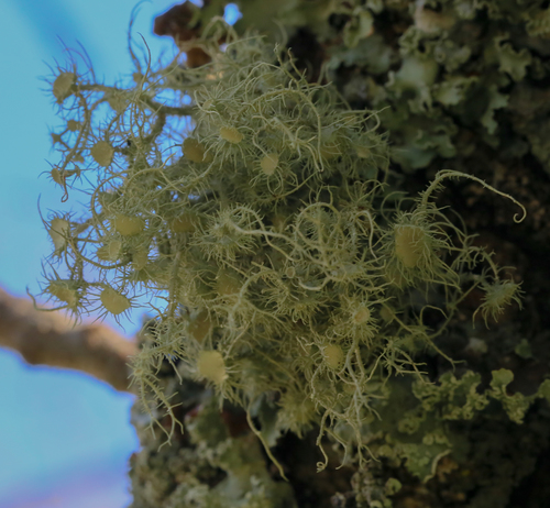 iNaturalist observation photo of Arizona Beard Lichen