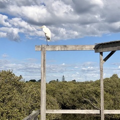 Ardea alba