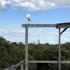 Ardea alba