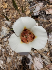 Calochortus venustus