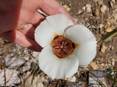 Calochortus venustus
