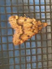 Aglossa disciferalis
