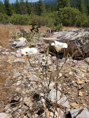 Calochortus venustus