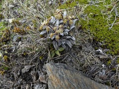 Anisotome lanuginosa