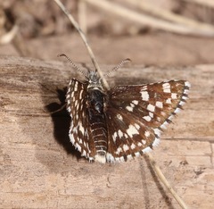 Pyrgus xanthus