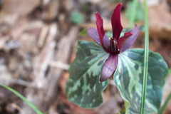 Trillium maculatum