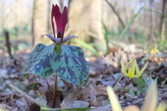 Trillium maculatum