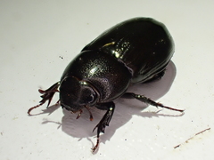 Dyscinetus morator