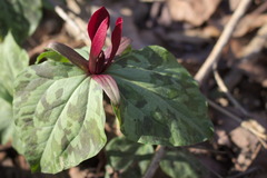 Trillium maculatum