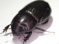 Dyscinetus morator