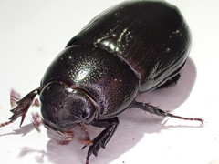 Dyscinetus morator