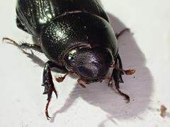 Dyscinetus morator