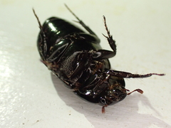 Dyscinetus morator
