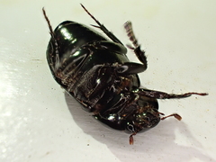 Dyscinetus morator
