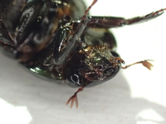 Dyscinetus morator