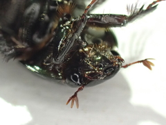 Dyscinetus morator