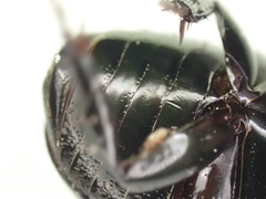 Dyscinetus morator