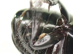 Dyscinetus morator