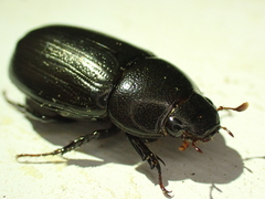 Dyscinetus morator