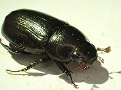 Dyscinetus morator