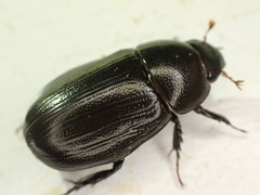Dyscinetus morator