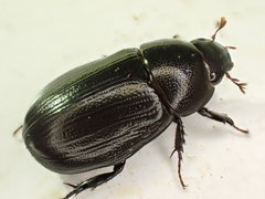 Dyscinetus morator