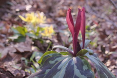 Trillium maculatum