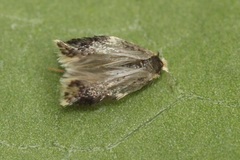 Ectoedemia heringella