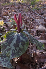Trillium maculatum