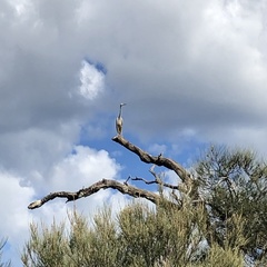 Egretta novaehollandiae