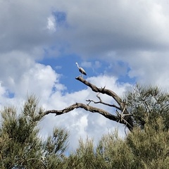 Egretta novaehollandiae