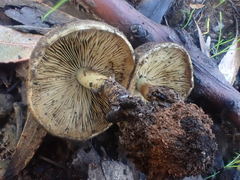 Pholiota highlandensis