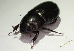 Dyscinetus morator