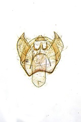 Ectoedemia heringella