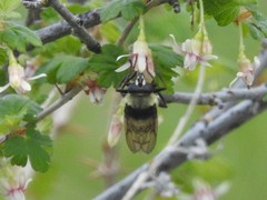 Criorhina caudata