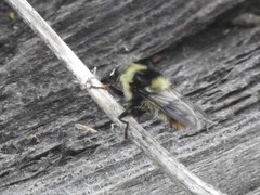 Criorhina caudata
