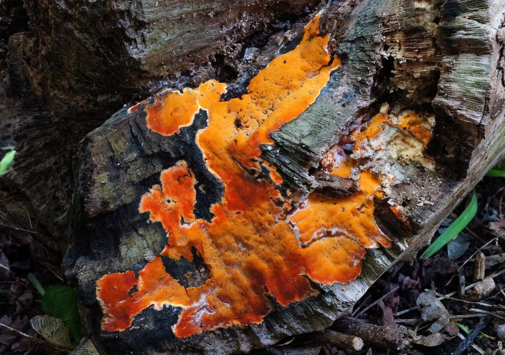 Ceriporia spissa