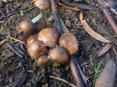Pholiota highlandensis