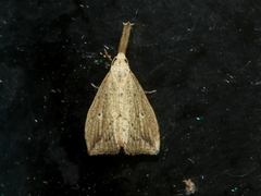 Trigonistis demonias