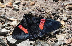 Mimoniades nurscia