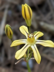 Triteleia ixioides