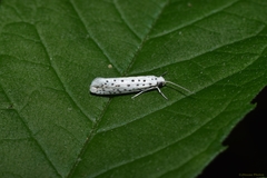 Yponomeuta multipunctella