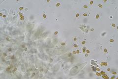 Pholiota highlandensis