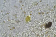 Pholiota highlandensis